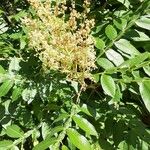 Rhus copallinum Fuelha