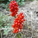 Arum concinnatum Fruto