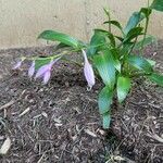 Hosta lancifolia Kvet