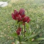 Gentiana purpureaFlower