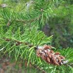 Pinus virginiana Květ