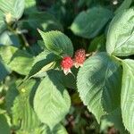 Rubus canadensis Fruit