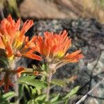 Castilleja pruinosa Λουλούδι