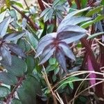Polemonium reptans Leaf