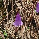 Soldanella pusilla 花