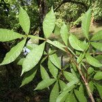 Quassia amara Hoja
