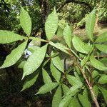 Quassia amara Leaf