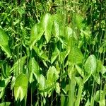 Sagittaria latifolia Habitus