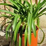 Agapanthus africanus Leaf