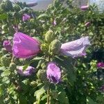 Hibiscus syriacusKwiat