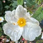 Cistus populifolius Blodyn