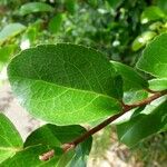 Flacourtia indica Leaf