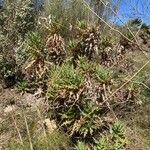 Carthamus arborescens Habit