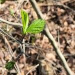 Crataegus punctata Hoja