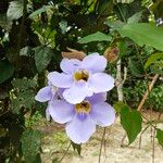 Thunbergia grandifloraBloem