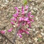 Cercis siliquastrumफूल