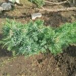 Juniperus squamata Fuelha