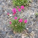 Armeria maritima Habitus