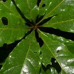 Terminalia bucidoides Leaf