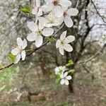 Prunus cerasusBlomst