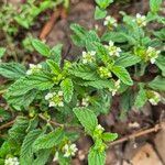 Lippia javanica Habitatea