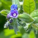 Asperugo procumbens Flower