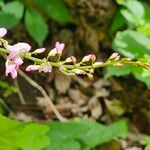 Hylodesmum glutinosum Blüte