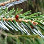 Picea brachytyla Otro
