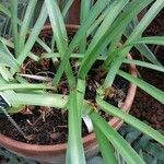 Hymenocallis caribaea Fuelha