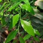 Putranjiva roxburghii Leaf