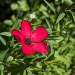 Linum grandiflorum Flower