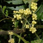 Notopleura capacifolia Hoja