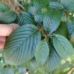 Viburnum sieboldii Leaf