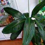 Dieffenbachia longispatha Ліст