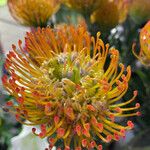 Leucospermum cordifolium Habitus