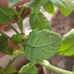 Raphanus sativus 葉