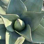 Agave havardiana Ліст