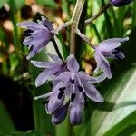 Scilla lilio-hyacinthus Kukka