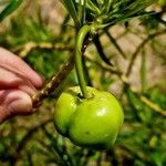 Cascabela thevetia Fruit