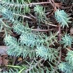 Petrosedum rupestre Feuille