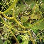 Lapsana communis 樹皮