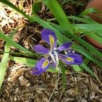 Iris brevicaulis Blomma