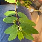 Euphorbia hypericifolia पत्ता