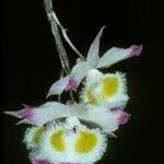 Dendrobium devonianum Kvet