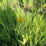 Tephroseris palustris Fula