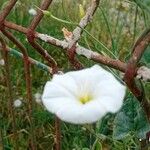 Convolvulus arvensisFloare