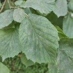 Corylus americana Folha