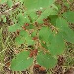 Lonicera xylosteum Fruit