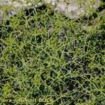 Bupleurum spinosum Habit