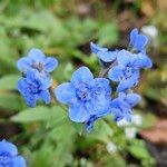 Cynoglossum amabile Blüte